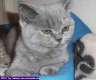 Reinrassige Britisch Kurzhaar Katzen